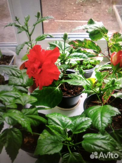 Комнатные цветы