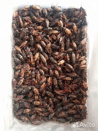 Заморозка, сверчок, лич. мучник, чёрная львинка