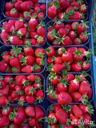 Саженцы для оптовиков и в розницу