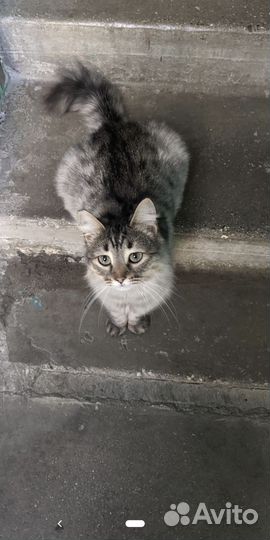 Кошка в добрые руки