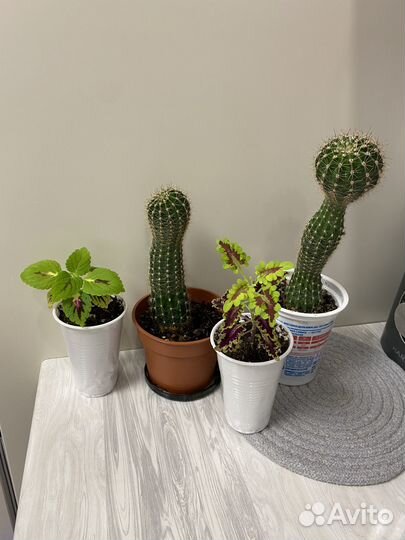 Кактусы и колеусы