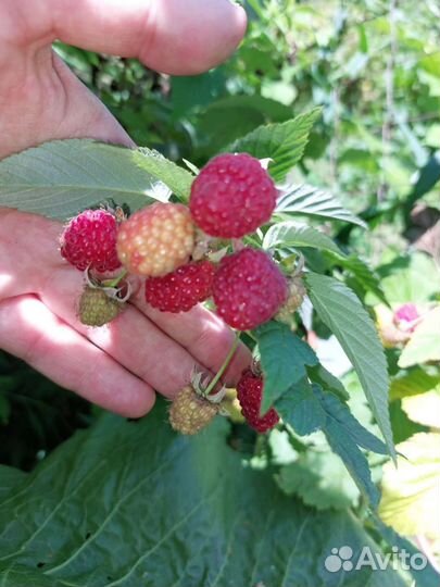 Саженцы малины