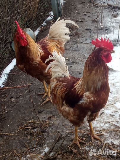 Молодые петухи