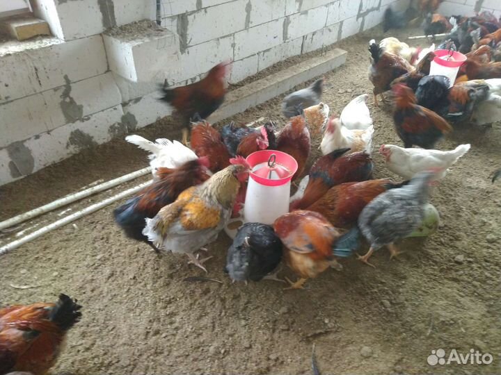 Петухи молодые