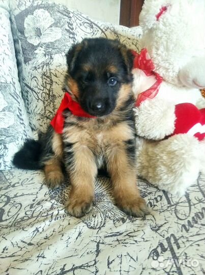 Щенок девочка немецкой овчарки