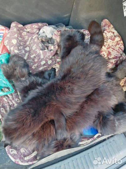 Шкурка писца