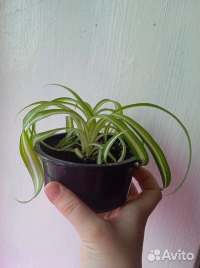 Хлорофитум кудрявый