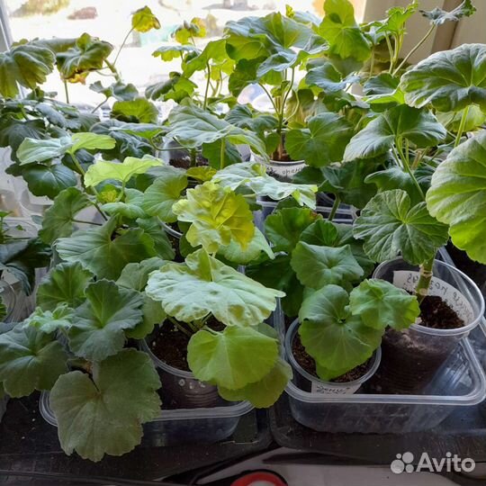 Пеларгония герань