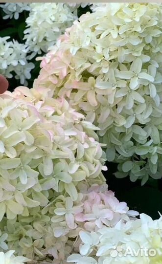 Гортензия метельчатая Лидия Сильвер доллар