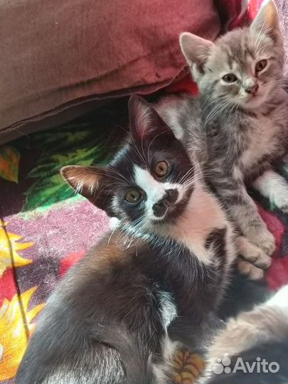 Котята на дачах