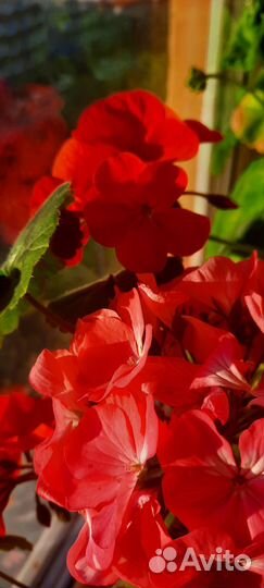 Продам комнатные растения