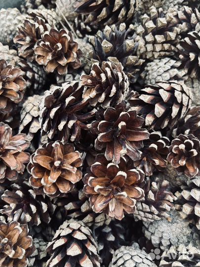 Шишки сосновые