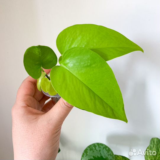 Сциндапсус, эпипремнум