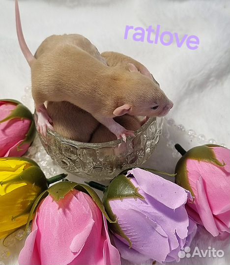 Крысята фавн рекс,топаз рекс,беж рекс