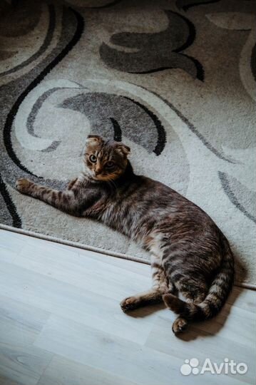 Вислоухий кот