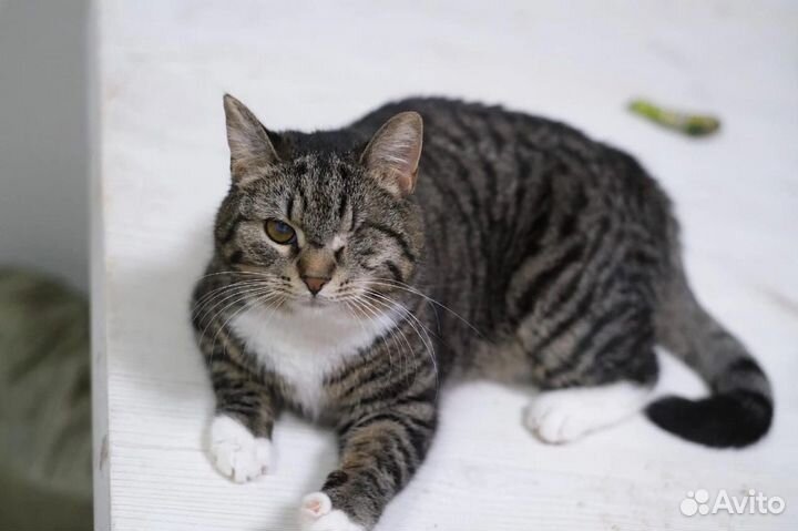 Ласковая кошечка Соня в добрые руки