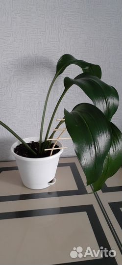 Комнатные цветы