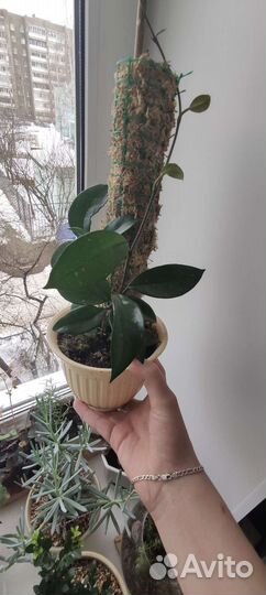 Комнатные цветы