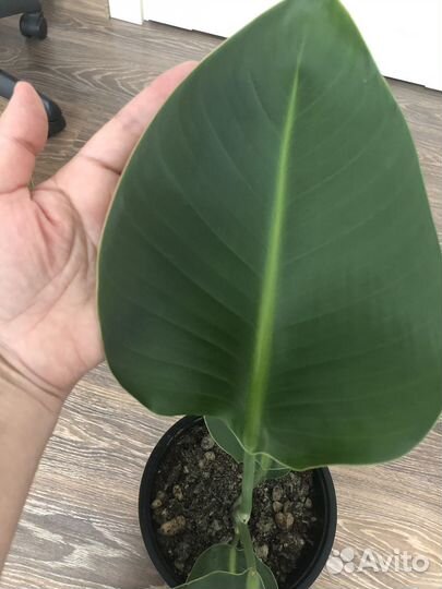 Стрелиция Николая