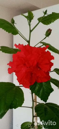 Гибискус китайская роза