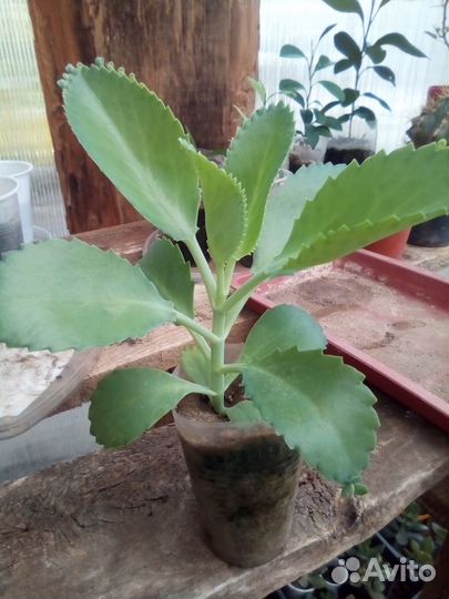 Каланхоэ лечебное