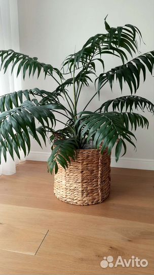 Пальма Хамедорея - растение для офиса и дома