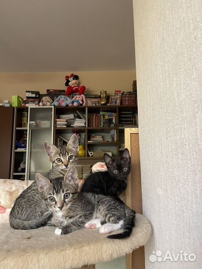 Полу-Бенгальские котята