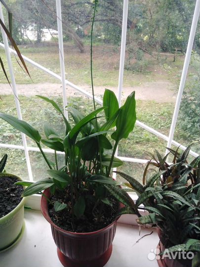 Дримиопсис