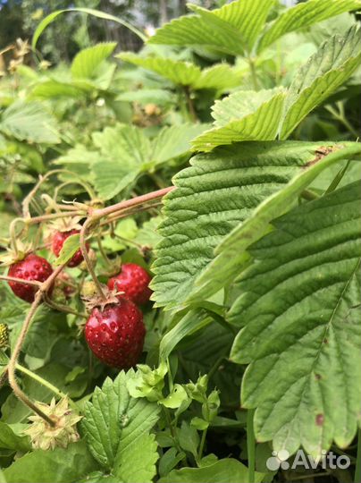 Саженцы Земляника ананасная