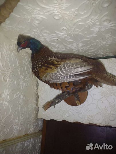 Чучела разные