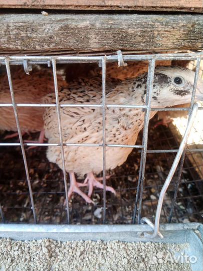 Перепела инкубационное столовое яйцо, перепелята