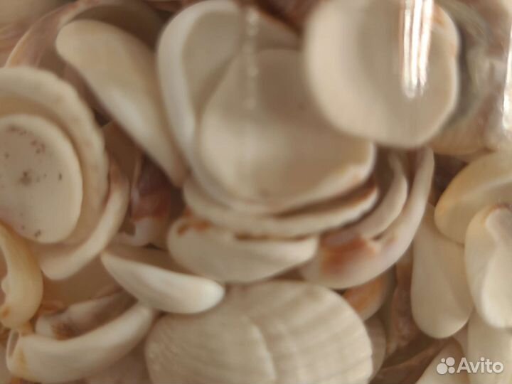 Морские ракушки раковины