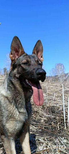 Дрессировка (фигурант), консультации по кинологии