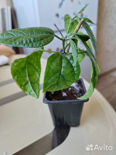 Клеродендрум томпсон