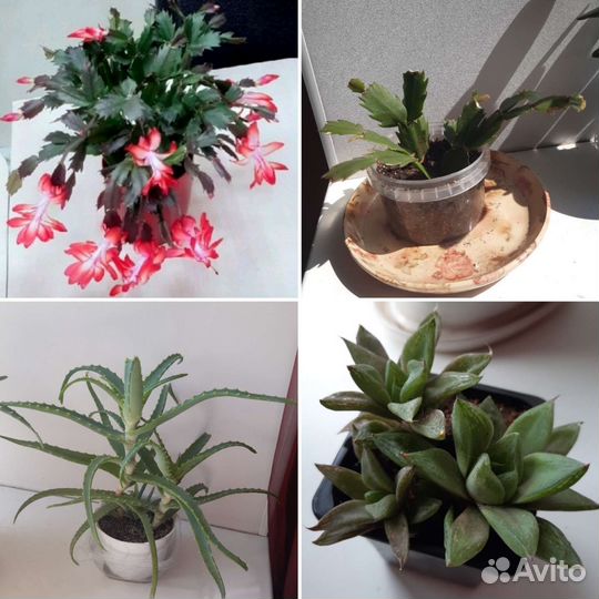 Декабрист,Алоэ древовидное, толстянка, хавортия