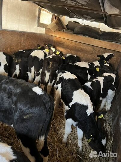 Бычки холмогоры