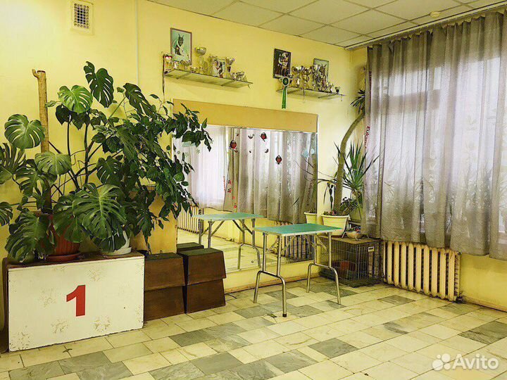 Дрессировка, хендлинг, зал для занятий, клуб собак