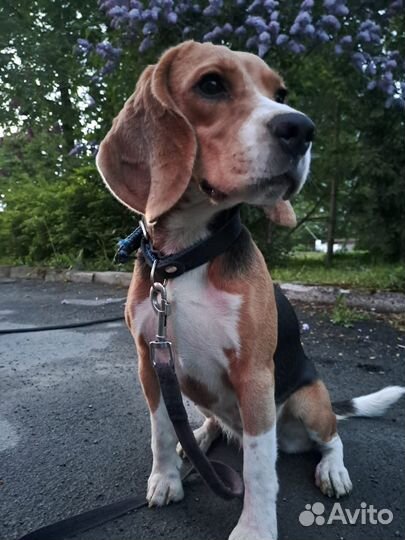 Бигль девочка