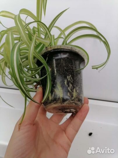 Хлорофитум кудрявый бонни