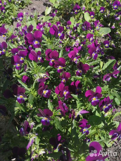 Виола многолетняя