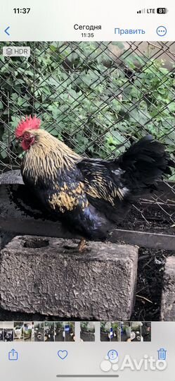 Петухи