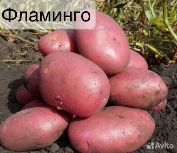 Семенной картофель