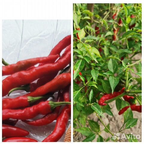 Семена перцев