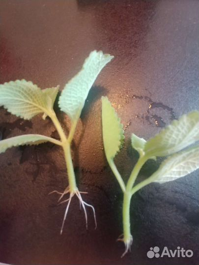 Мята комнатная