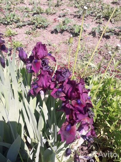 Многолетние цветы