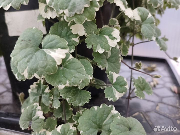 Будра вариегатная,для дома и сада