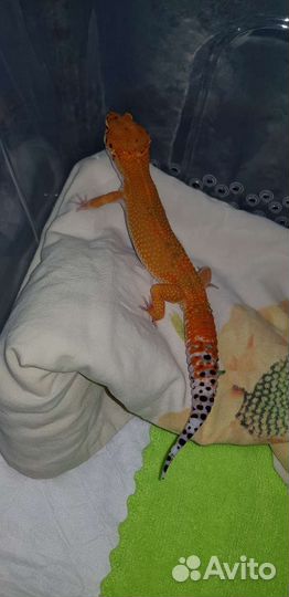 Эублефар самец