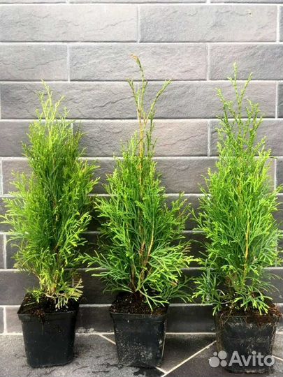 Туя саженец Смарагд 25-30 см