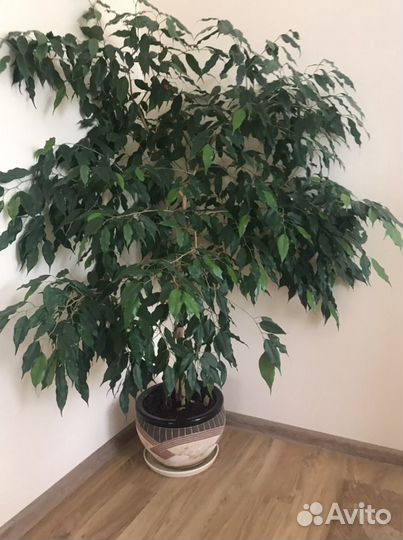 Фикус карликовый