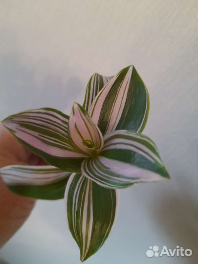 Традесканции